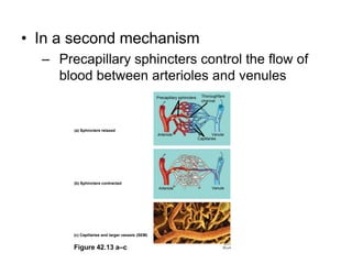 ThoroughfarechannelPrecapillary sphincters(a) Sphincters relaxedVenuleArterioleCapillaries(b) Sphincters contractedVenuleArteriole(c) Capillaries and larger vessels (SEM) Figure 42.13 a–c20 mIn a second mechanismPrecapillary sphincters control the flow of blood between arterioles and venules