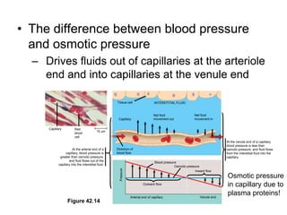 Tissue cellINTERSTITIAL FLUIDNet fluidmovement inNet fluidmovement outCapillaryCapillaryRedbloodcell15 mAt the venule end of a capillary, blood pressure is less than osmotic pressure, and fluid flows from the interstitial fluid into the capillary.Direction of blood flowAt the arterial end of acapillary, blood pressure isgreater than osmotic pressure,and fluid flows out of thecapillary into the interstitial fluid.Blood pressureOsmotic pressureInward flowPressureOutward flowVenule endArterial end of capillaryFigure 42.14The difference between blood pressure and osmotic pressureDrives fluids out of capillaries at the arteriole end and into capillaries at the venule endOsmotic pressure in capillary due to plasma proteins!