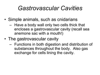Gastrovascular CavitiesSimple animals, such as cnidariansHave a body wall only two cells thick that encloses a gastrovascular cavity (recall sea anemone sac with a mouth!)The gastrovascular cavityFunctions in both digestion and distribution of substances throughout the body.  Also gas exchange for cells lining the cavity.
