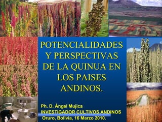 POTENCIALIDADES
Y PERSPECTIVAS
DE LA QUINUA EN
LOS PAISES
ANDINOS.
Ph. D. Ángel Mujica
INVESTIGADOR CULTIVOS ANDINOS
Oruro...