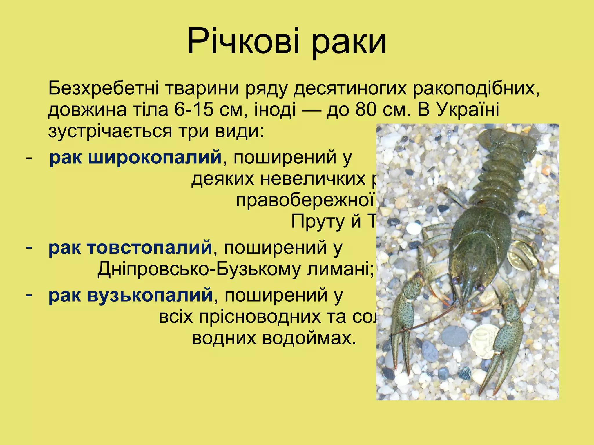 Річкові раки
Безхребетні тварини ряду десятиногих ракоподібних,
довжина тіла 6-15 см, іноді — до 80 см. В Україні
зустрічається три види:
- рак широкопалий, поширений у
деяких невеличких річках і озерах
правобережної заплави Дністра,
Пруту й Тетерева;
- рак товстопалий, поширений у
Дніпровсько-Бузькому лимані;
- рак вузькопалий, поширений у
всіх прісноводних та солонувато-
водних водоймах.
 