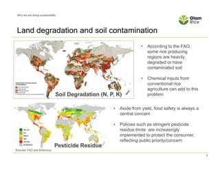 Olam international: Why Sustainable Rice? | PDF