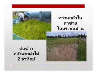 ต้นข้าว
หลังจากดําได้
2 อาทิตย์
หว่านกล้าใน
ตาข่าย
ในบริเวณบ้าน
 