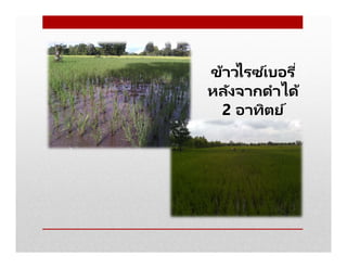 ข้าวไรซ ์เบอรี
หลังจากดําได้
2 อาทิตย์
 