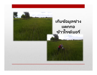 เก็บข้อมูลช่วง
แตกกอ
ข้าวไรซ ์เบอรี
 