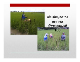 เก็บข้อมูลช่วง
แตกกอ
ข้าวหอมมะลิ
105
 