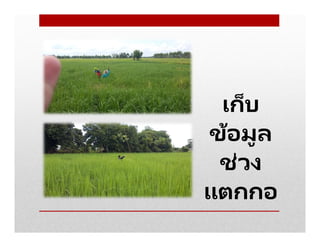 เก็บ
ข้อมูล
ช่วง
แตกกอ
 