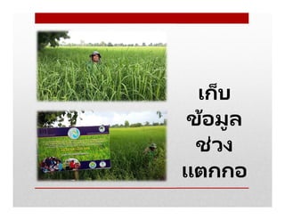 เก็บ
ข้อมูล
ช่วง
แตกกอ
 