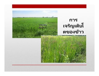 การ
เจริญเติบโ
ตของข้าว
 