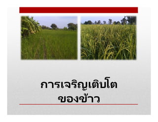 การเจริญเติบโต
ของข้าว
 