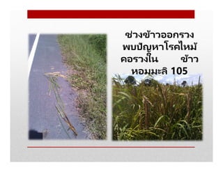 ช่วงข้าวออกรวง
พบปัญหาโรคไหม้
คอรวงใน ข้าว
หอมมะลิ 105
 