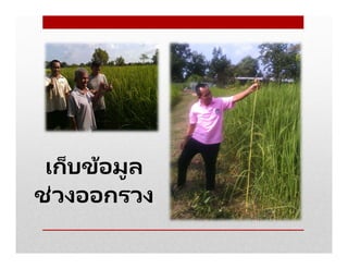 เก็บข้อมูล
ช่วงออกรวง
 