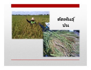 ตัดพันธุ ์
ปน
 