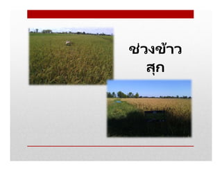 ช่วงข้าว
สุก
 