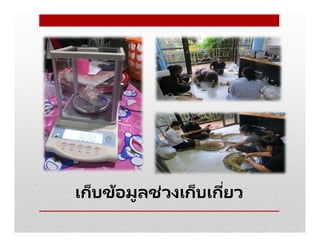 เก็บข้อมูลช่วงเก็บเกียว
 