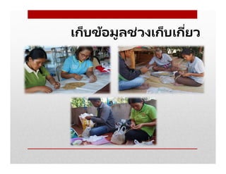 เก็บข้อมูลช่วงเก็บเกียว
 