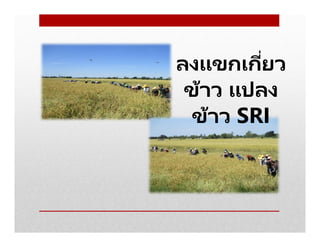 ลงแขกเกียว
ข้าว แปลง
ข้าว SRI
 