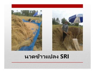 นวดข้าวแปลง SRI
 