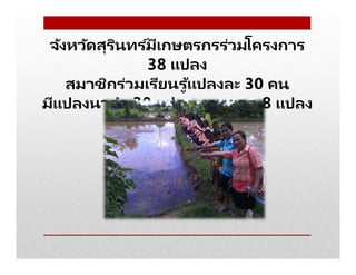 จังหวัดสุรินทร ์มีเกษตรกรร่วมโครงการ
38 แปลง
สมาชิกร่วมเรียนรู ้แปลงละ 30 คน
มีแปลงนาดํา 30 แปลง นาหยอด 8 แปลง
 