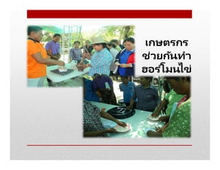 เกษตรกร
ช่วยกันทํา
ฮอร ์โมนไข่
 