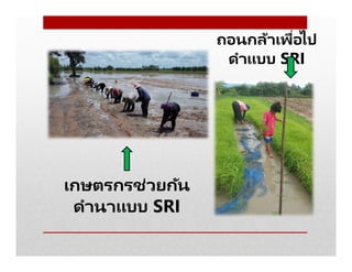 เกษตรกรช่วยกัน
ดํานาแบบ SRI
ถอนกล้าเพือไป
ดําแบบ SRI
 
