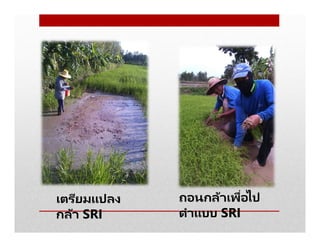 เตรียมแปลง
กล้า SRI
ถอนกล้าเพือไป
ดําแบบ SRI
 