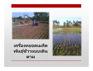 เครืองหยอดเมล็ด
พันธุ ์ข้าวแบบเดิน
ตาม
 