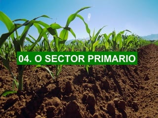 04. O SECTOR PRIMARIO
 