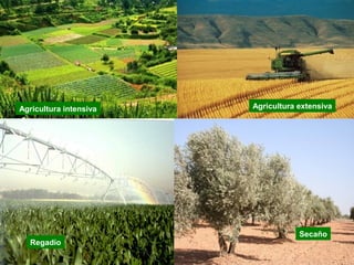 Agricultura intensiva Agricultura extensiva
Regadío
Secaño
 