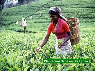 Plantación de té en Sri Lanka
 