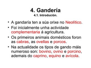 4. Gandería
4.1. Introdución.
• A gandaría ten a súa orixe no Neolítico.
• Foi inicialmente unha actividade
complementaria á agricultura.
• Os primeiros animais domésticos foron
as cabras, as ovellas e porcos.
• Na actualidade os tipos de gando máis
numeroso son: bovino, ovino e porcino,
ademais do caprino, equino e avícola.
 