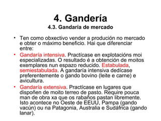 4. Gandería
4.3. Gandaría de mercado
• Ten como obxectivo vender a produción no mercado
e obter o máximo beneficio. Hai que diferenciar
entre:
• Gandaría intensiva. Practícase en explotacións moi
especializadas. O resultado é a obtención de moitos
exemplares nun espazo reducido. Estabulada,
semiestabulada. A gandaría intensiva dedícase
preferentemente o gando bovino (leite e carne) e
avicultura.
• Gandaría extensiva. Practícase en lugares que
dispoñen de moito terreo de pasto. Require pouca
man de obra xa que os rabaños pastan libremente.
Isto acontece no Oeste de EEUU, Pampa (gando
vacún) ou na Patagonia, Australia e Sudáfrica (gando
lanar).
 