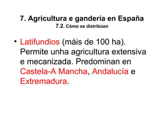 7. Agricultura e gandería en España
7.2. Cómo se distribúen
• Latifundios (máis de 100 ha).
Permite unha agricultura extensiva
e mecanizada. Predominan en
Castela-A Mancha, Andalucía e
Extremadura.
 