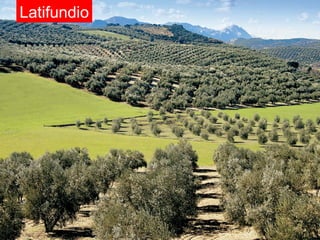 Latifundio
 