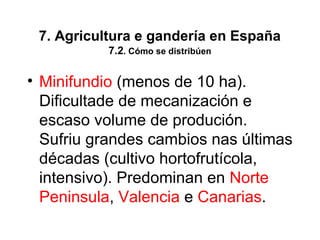 7. Agricultura e gandería en España
7.2. Cómo se distribúen
• Minifundio (menos de 10 ha).
Dificultade de mecanización e
escaso volume de produción.
Sufriu grandes cambios nas últimas
décadas (cultivo hortofrutícola,
intensivo). Predominan en Norte
Peninsula, Valencia e Canarias.
 