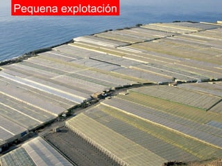 Pequena explotación
 