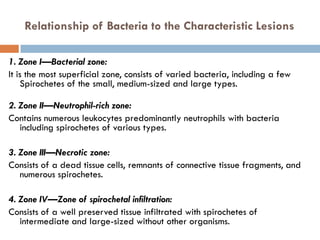 Relationship of Bacteria to the Characteristic Lesions
1. Zone I—Bacterial zone:
It is the most superficial zone, consists of varied bacteria, including a few
Spirochetes of the small, medium-sized and large types.
2. Zone II—Neutrophil-rich zone:
Contains numerous leukocytes predominantly neutrophils with bacteria
including spirochetes of various types.
3. Zone III—Necrotic zone:
Consists of a dead tissue cells, remnants of connective tissue fragments, and
numerous spirochetes.
4. Zone IV—Zone of spirochetal infiltration:
Consists of a well preserved tissue infiltrated with spirochetes of
intermediate and large-sized without other organisms.
 