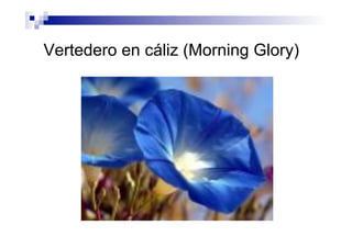 Vertedero en cáliz (Morning Glory)
 