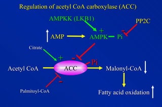 Regulation of acetyl CoA carboxylase (ACC) AMP AMPKK (LKB1) + AMPK Pi Pi - Acetyl CoA Malonyl-CoA Fatty acid oxidation ACC Palmitoyl-CoA + - Citrate - PP2C 