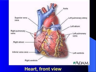 Heart, front view 