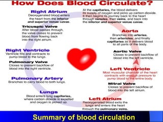 Summary of blood circulation 