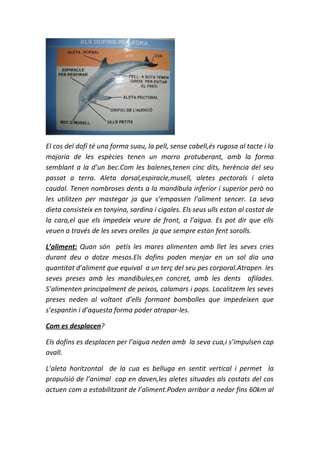 El cos del dofí té una forma suau, la pell, sense cabell,és rugosa al tacte i la
majoria de les espècies tenen un morro protuberant, amb la forma
semblant a la d’un bec.Com les balenes,tenen cinc dits, herència del seu
passat a terra. Aleta dorsal,espiracle,musell, aletes pectorals i aleta
caudal. Tenen nombroses dents a la mandíbula inferior i superior però no
les utilitzen per mastegar ja que s’empassen l’aliment sencer. La seva
dieta consisteix en tonyina, sardina i cigales. Els seus ulls estan al costat de
la cara,el que els impedeix veure de front, a l’aigua. Es pot dir que ells
veuen a través de les seves orelles ja que sempre estan fent sorolls.

L’aliment: Quan són petis les mares alimenten amb llet les seves cries
durant deu o dotze mesos.Els dofins poden menjar en un sol dia una
quantitat d’aliment que equival a un terç del seu pes corporal.Atrapen les
seves preses amb les mandíbules,en concret, amb les dents afilades.
S’alimenten principalment de peixos, calamars i pops. Localitzem les seves
preses neden al voltant d’ells formant bombolles que impedeixen que
s’espantin i d’aquesta forma poder atrapar-les.

Com es desplacen?

Els dofins es desplacen per l’aigua neden amb la seva cua,i s’impulsen cap
avall.

L’aleta horitzontal de la cua es belluga en sentit vertical i permet la
propulsió de l’animal cap en daven,les aletes situades als costats del cos
actuen com a estabilitzant de l’aliment.Poden arribar a nedar fins 60km al
 