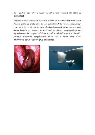 dia i poden aguantar la respiració 20 minuts, arribant als 500m de
profunditat.

Podem observar la situació del ulls a la cara, un a cada costat de la cara.A
l’aigua, a60m de profunditat ja no tenim llum.A través del sonar poden
veure-hi a través de les seves orelles.Contínuament estan emetent sons
d’alta freqüència, i quan el so xoca amb un objecte, un grup de peixos
aquest rebota i és captat pel sistema auditiu del dofí,segons la direcció i
potencia d’aquetes senyals,sabrà si es tracta d’una roca, d’una
embarcació o d’un suculent grup de sardines.
 