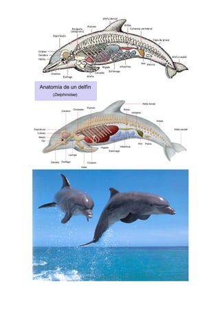 04 2-els  dofins-miqueas