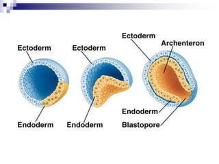 04.PhasesofEmbryonicdevelopment.ppt