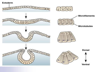 04.PhasesofEmbryonicdevelopment.ppt