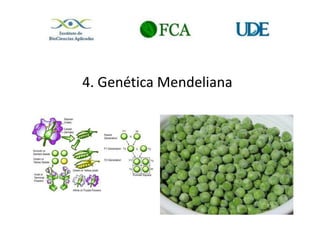 4. Genética Mendeliana
 