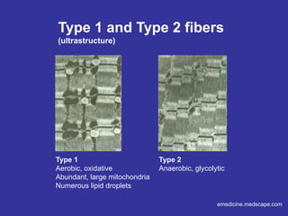 emedicine.medscape.com
Type 1 and Type 2 fibers
(ultrastructure)
Type 1
Aerobic, oxidative
Abundant, large mitochondria
Numerous lipid droplets
Type 2
Anaerobic, glycolytic
Slow twitch
fast twitch
less
mitochodria,
and can't see
lipid droplets
mitochodria
lipid droplets
 