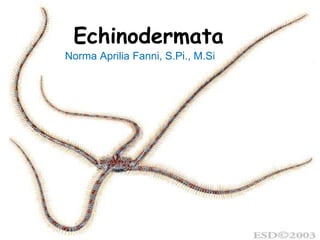 Echinodermata
Norma Aprilia Fanni, S.Pi., M.Si
 