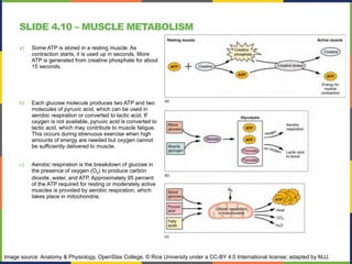 SLIDE 4.10 – MUSCLE METABOLISM
a) Some ATP is stored in a resting muscle. As
contraction starts, it is used up in seconds. More
ATP is generated from creatine phosphate for about
15 seconds.
b) Each glucose molecule produces two ATP and two
molecules of pyruvic acid, which can be used in
aerobic respiration or converted to lactic acid. If
oxygen is not available, pyruvic acid is converted to
lactic acid, which may contribute to muscle fatigue.
This occurs during strenuous exercise when high
amounts of energy are needed but oxygen cannot
be sufficiently delivered to muscle.
c) Aerobic respiration is the breakdown of glucose in
the presence of oxygen (O2) to produce carbon
dioxide, water, and ATP. Approximately 95 percent
of the ATP required for resting or moderately active
muscles is provided by aerobic respiration, which
takes place in mitochondria.
Image source: Anatomy & Physiology, OpenStax College, © Rice University under a CC-BY 4.0 International license; adapted by MJJ.
 